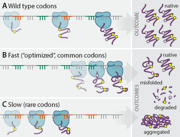 Three molecular diagrams are stacked vertically, illustrating how mRNA codon translation rate affects protein folding. At the top, three blue circular figures sit on a horizontal line, demonstrating wild type codons. To the right are purple zigzag lines, showing the outcome of native proteins. The middle diagram shows fast, common codons — displayed as three blue circular figures close together to the right on a horizontal line — leading to native, misfolded, and degraded proteins. The third diagram shows slow, rare codons, blue circular figures congregated to the left of a horizontal line, resulting in aggregated proteins, which are represented by swirling circular purple lines, with yellow and light purple dots within.