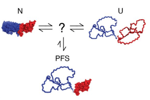 Diagram showing a protein folding process. A combined red and blue structure labeled "N" transforms, via an unknown process, into separate blue and red structures labeled "U." A downward arrow labeled "PFS" points to a combined structure where the blue portion matches "U" and the red structure from "N" has rejoined.