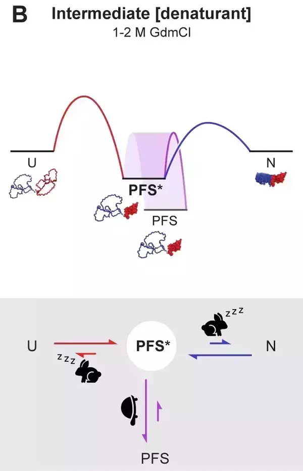 A diagram shows protein folding of an intermediate denaturant, in which a red curved line connects with a blue curve to the right. The center is labeled PFS. Below, sleeping rabbits and a turtle symbolize slow reaction rates.