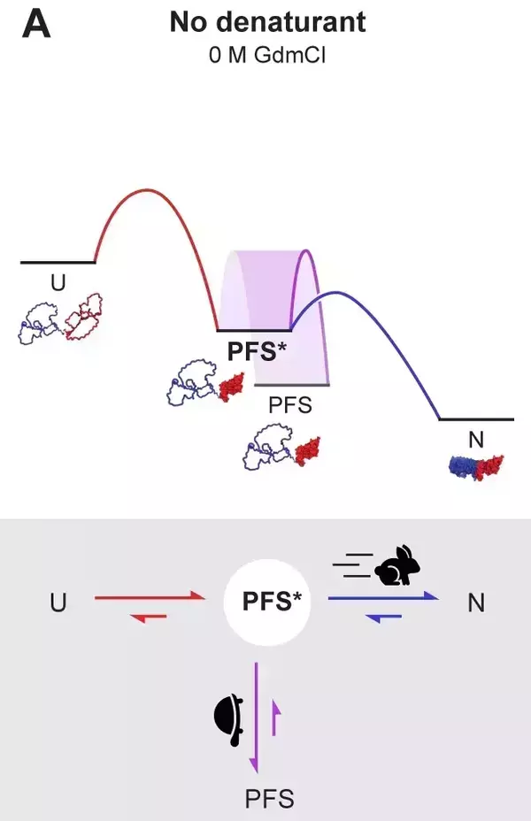 The diagram illustrates protein folding without a denaturant. A red curve shows a downfall before a PFS (Protein Folding Stability) label, which connects to a blue curve that descends even further. Below, a rabbit icon is pictured moving quickly to a native pathway, while a turtle is going slowly toward PFS.