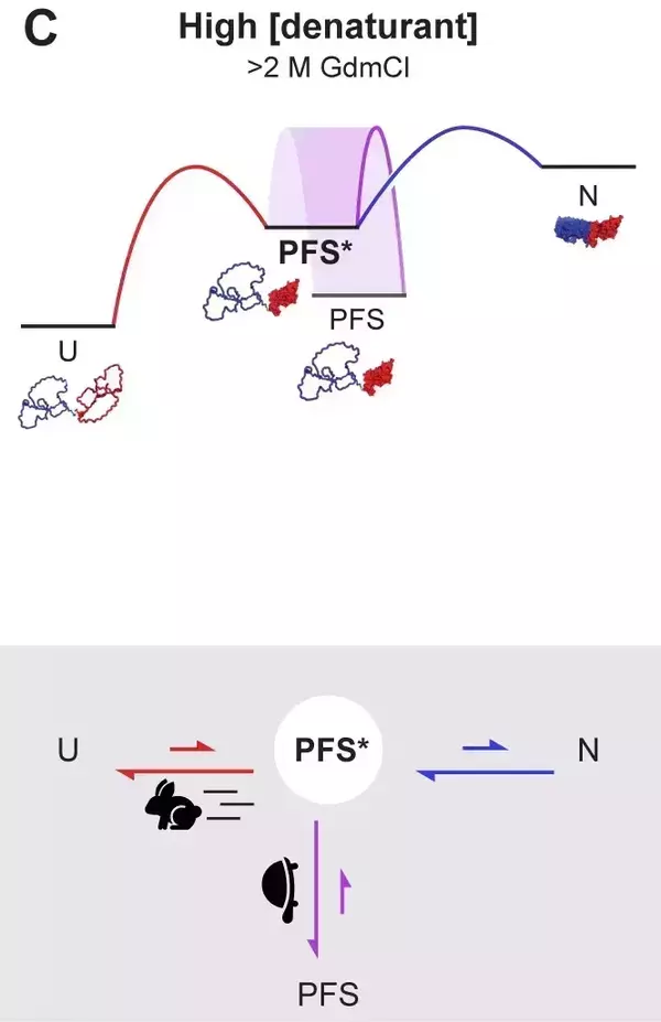 Two protein folding models are depicted. A rising red and blue pathway shows movement from unfolded (U) to native (N) via partially folded intermediate (PFS*) in high denaturant. Below, a rabbit icon is pictured moving quickly to the left, toward an unfolded pathway, while a turtle is going slowly toward PFS.