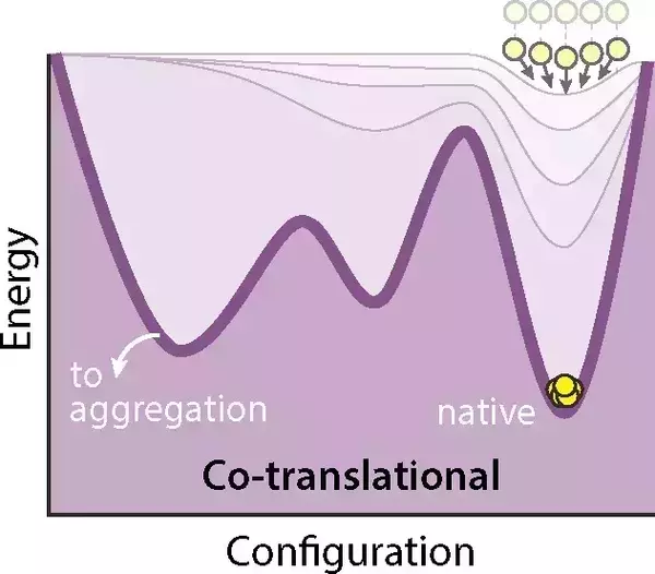 A purple graph demonstrating a co-translational energy landscape for protein folding. It shows a multi-funnel energy landscape that gradually narrows towards the native state, with paler shading indicating later folding stages. Small yellow circles are present in each graph, to represent folding intermediates.
