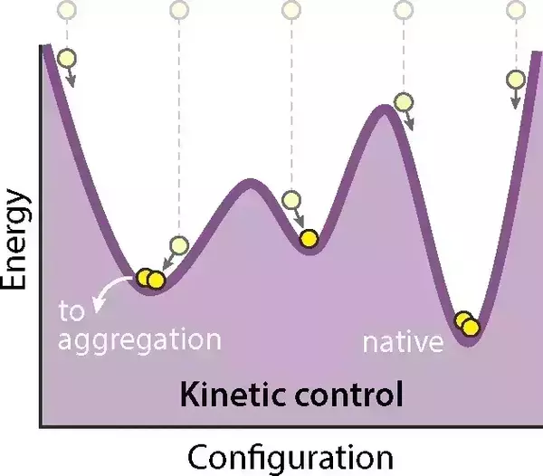 A purple graph demonstrating a kinetic energy landscape for protein folding. It shows two funnels, where one leads to the native state and another, shallower funnel leads to aggregation.